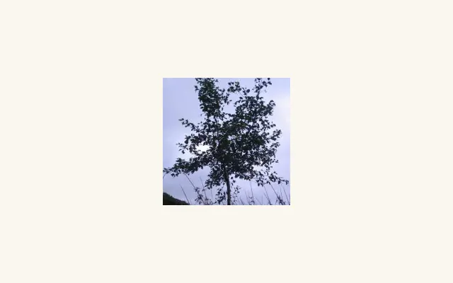Grey Alders logo
